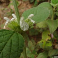 Leucas marrubioides Desf.